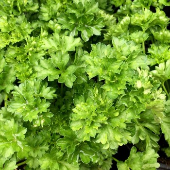 Parsley ( Petroselinum Crispum)